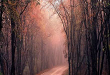 熊猫tv：全国春季游泳锦标赛男子100米蛙泳决赛 覃海洋58秒66夺得金牌.